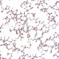 Anti-ACE2 Rabbit Monoclonal Antibody